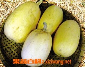 鱼翅瓜儿童可以吃吗,儿童适宜食用指南