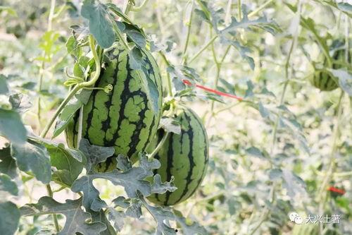 吃瓜浇水,揭秘夏日消暑新潮流