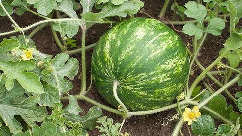 晚上有瓜吃吗,揭秘晚上的美食诱惑