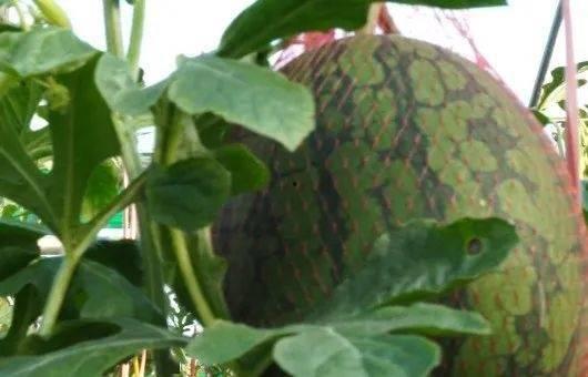 过年吃瓜,吃瓜群众欢乐多