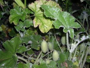 喷瓜可以吃,揭秘可食用喷瓜的独特魅力