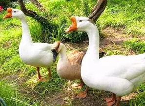 360吃鹅厂的瓜,一场科技巨头间的“吃瓜”大战