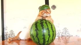 吃瓜堆叠搞笑视频,吃瓜堆叠搞笑视频大盘点