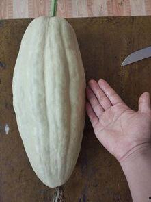 可吃的瓜头瓜叶,探索可食用瓜头瓜叶的美食奥秘