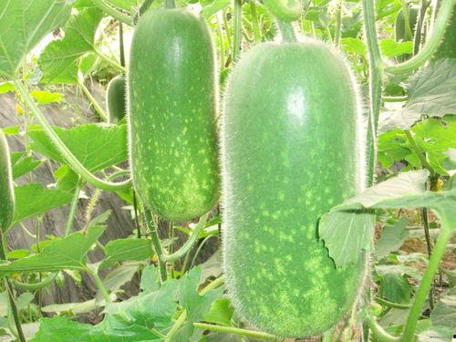 吃瓜本瓜的意思和造句,网络流行语的趣味解读与应用