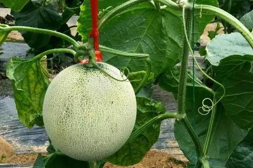 吃蜜瓜的小飞侠