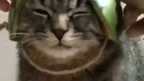 带你吃瓜合体生物,带你探索“带你吃瓜合体生物”的奇妙世界