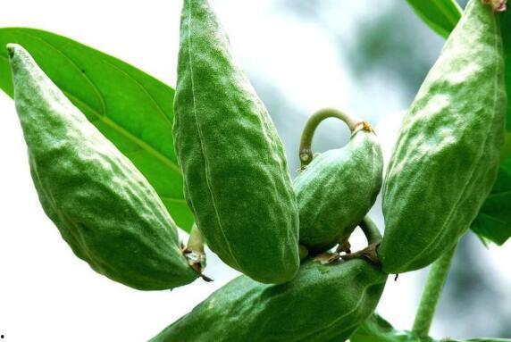 牛吃瓜么,探寻农耕文化中的奇妙关系