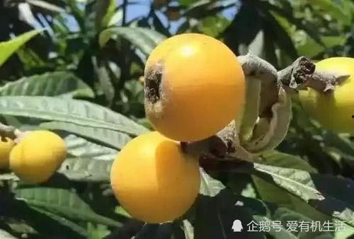 东山精密吃瓜,揭秘行业巨头背后的“吃瓜”故事