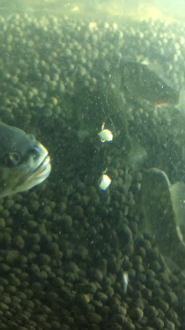 吃瓜小鱼的视频大全,趣味视频大全，笑料横生，欢乐无限