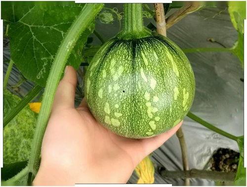 小卢同学吃瓜,揭秘娱乐圈幕后故事