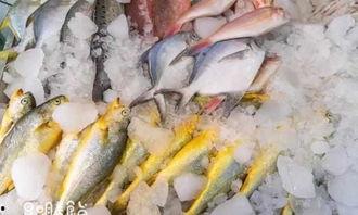 大瓜吃红鱼,探寻红鱼背后的神秘传说