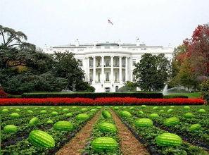 美国白宫吃瓜,揭秘美国白宫的“吃瓜”瞬间