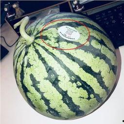 陇南市网红吃瓜,揭秘当地美食文化新风尚